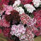 Dianthus barbatus 'Sweet William'