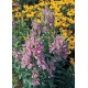 Physostegia virginiana 'Pink' 