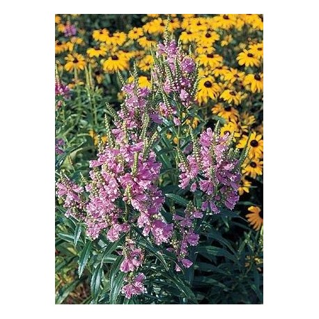 Physostegia virginiana 'Pink' 