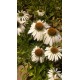 Echinacea 'White Swan' (Coneflower)