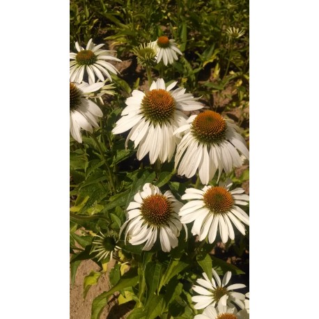 Echinacea 'White Swan' (Coneflower)