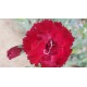 Carnation 'Grenadin'