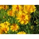 Coreopsis grandiflora 'Early Sunrise' 