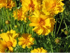 Coreopsis grandiflora 'Early Sunrise'  - 3 plants for $13.32