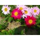 Painted Daisy (Tanacetum) 'Robinson's hybrid mixed' 