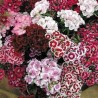 Dianthus barbatus 'Sweet William' - 3 plants for $8.82