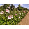 Hibiscus 'moscheutos' - 3 plants for $10.08