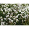 Iberis sempervirens 'Snowflake' (Candytuft) - 3 plants for $12.24