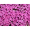 Phlox subulata 'Emerald Pink' - 3 plants for $14.58