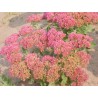 Sedum spectabilis 'Autumn Joy' - 3 plants for $14.58